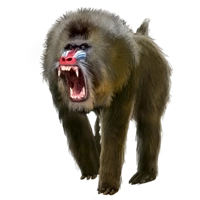 Huge item mandrill 01.png