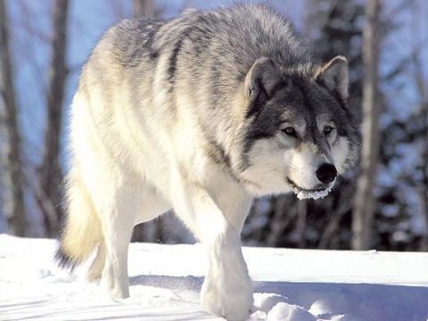 Moonlit Forest Wolf