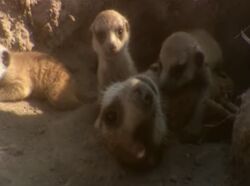 Babysitter from "Meerkat Adventure"