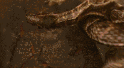 BlackTigrex.gif