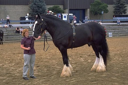 Shiredrafthorse 1.jpg