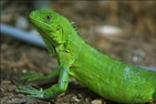 Iguana