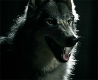 WerewolfMason