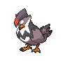 Staraptor NB hembra
