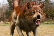 Jacob Wolf