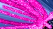 Prominence Whip
