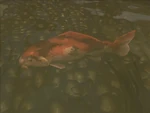 KoiReflection