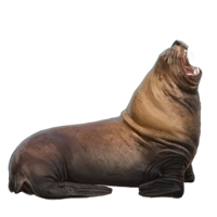Huge item stellersealion 01
