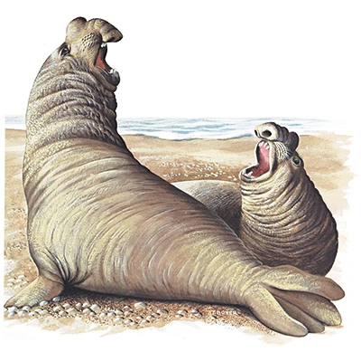 Elephant Seal - Walrus Wiki