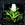 Thyme