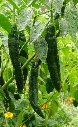 Chilli Pasilla