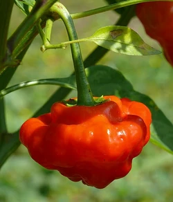 Chilli Red cap mushroom