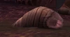 Silicate Feeder