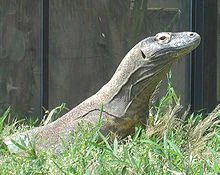 220px-Komododragon2.jpg
