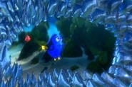 Findingnemo0532