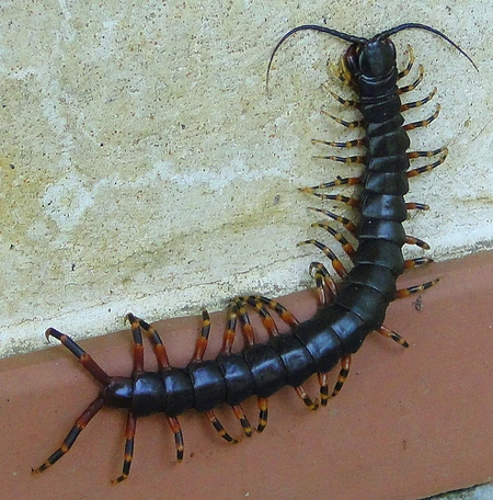 ThaiCentipede