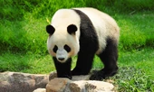 Giant Panda.jpg
