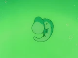 CellLarvalFormEp145