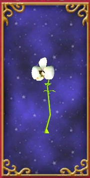 Pearl Orchid