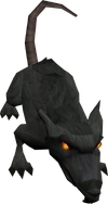 Blessed giant rat