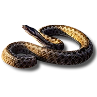 Huge item meadowviper 01.png