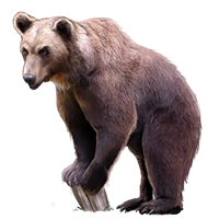 Huge item marsicanbrownbear 01.png