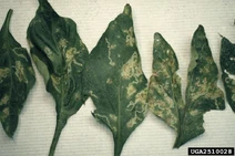 Pepper Leafminer 