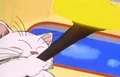 Korin