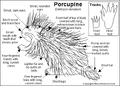 Porcupine bw.GIF