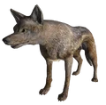 CoyoteFNV.png