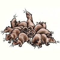 RatKing default.PNG