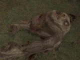 A dead specimen