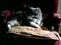 Trelawney cat 1.jpg