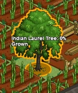 Indianlaureltree