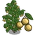 Longan Tree-icon.png