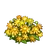 Yellow Mums-icon