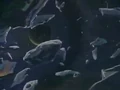 DarkPlanet