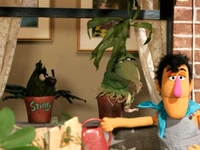 Houseplants2