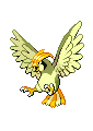 Pidgeotto NB variocolor