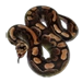 Rock Python