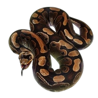 Huge item rockpython 01.png