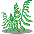 SeaPlants Seaweed-icon