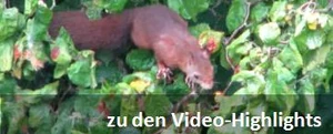 Video-Highlights.jpg