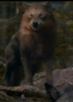 Quil-wolf
