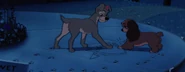 Ladyandthetramp656