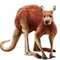 Huge item redkangaroo 01.png