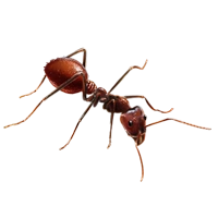 Huge item armyants 01.png
