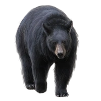 Huge item blackbear 01.png