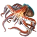 Item giantpacificoctopus 01