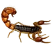 European Scorpion